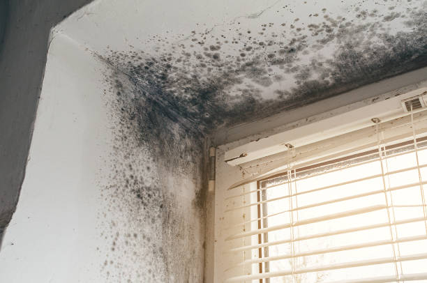 Trusted Black Mold Removal service in Clarklake, MI - Cheap Mold Removal